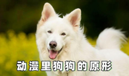 动漫里狗的名字,守护者之影