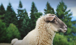 最新吃瓜爆料小羊图片高清,高清图片背后的趣味故事